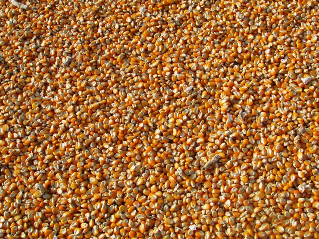 Orange Corn Kernels