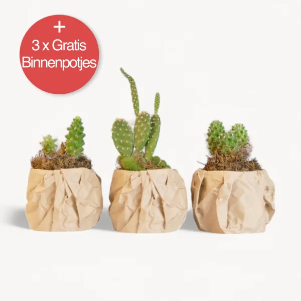 Fromml Serie™ - Mini's (Set van 3)